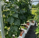 Komplet za gojenje zelenjave Klasika Garden Basic slika 3