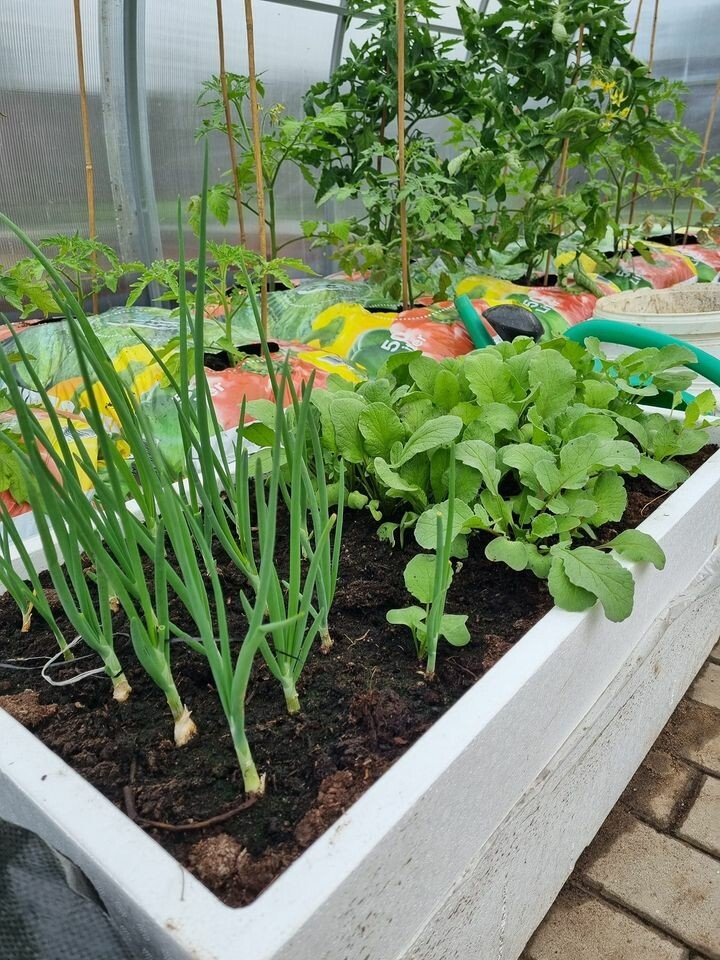 Komplet za gojenje zelenjave Klasika Garden Basic slika 9