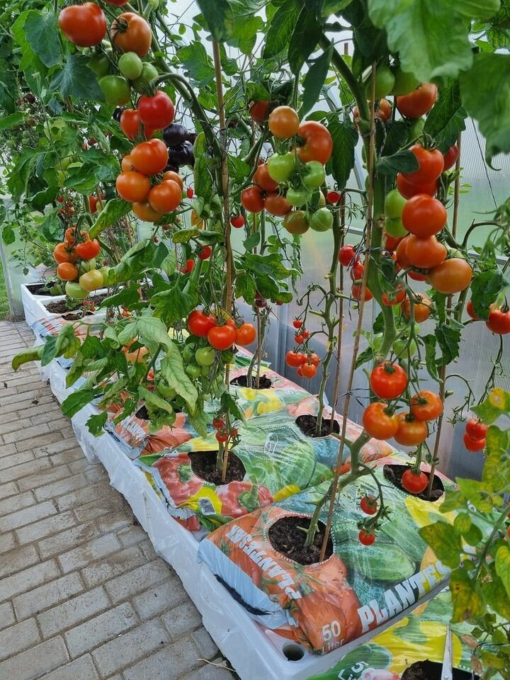 Komplet za gojenje zelenjave Klasika Garden Basic slika 11