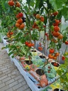 Komplet za gojenje zelenjave Klasika Garden Basic slika 11